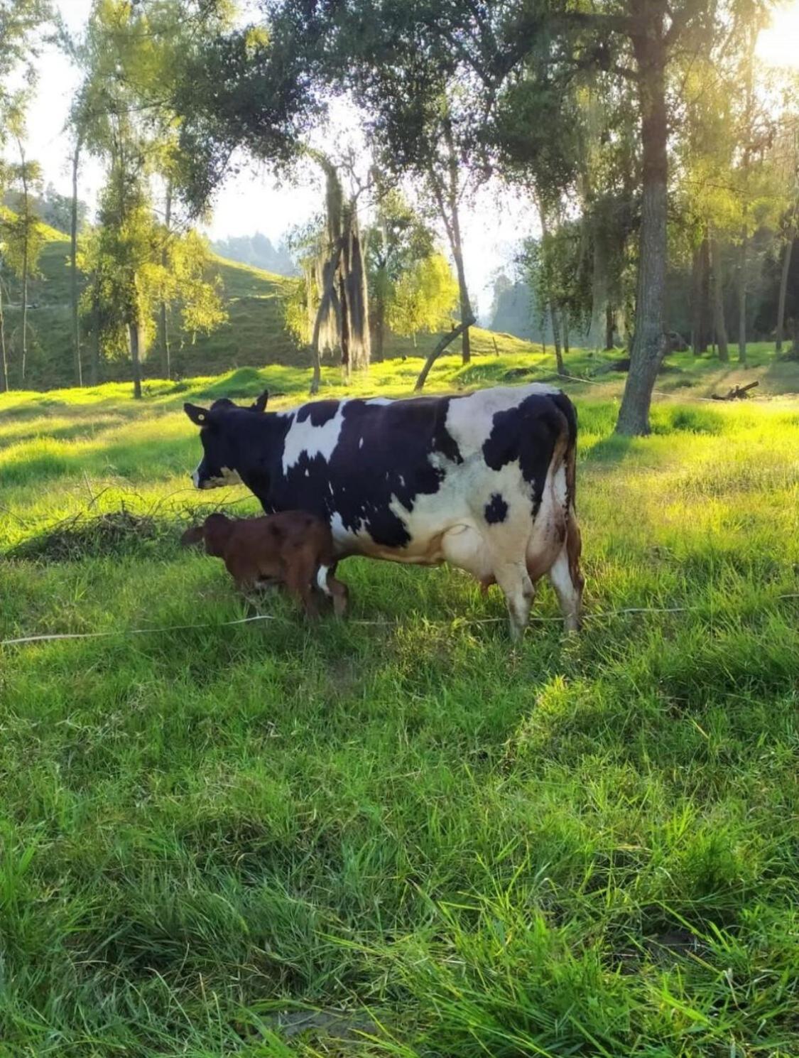 Alojamiento Con Vista Al Rio Y Paisajes Hermosos Villa Manizales Kültér fotó