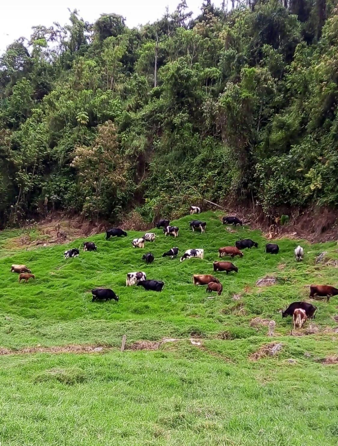 Alojamiento Con Vista Al Rio Y Paisajes Hermosos Villa Manizales Kültér fotó