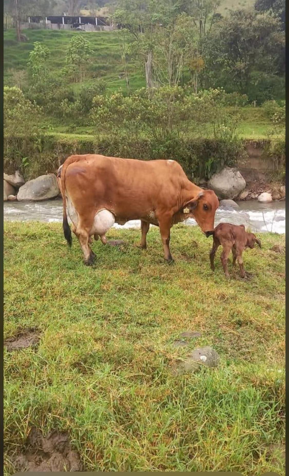 Alojamiento Con Vista Al Rio Y Paisajes Hermosos Villa Manizales Kültér fotó